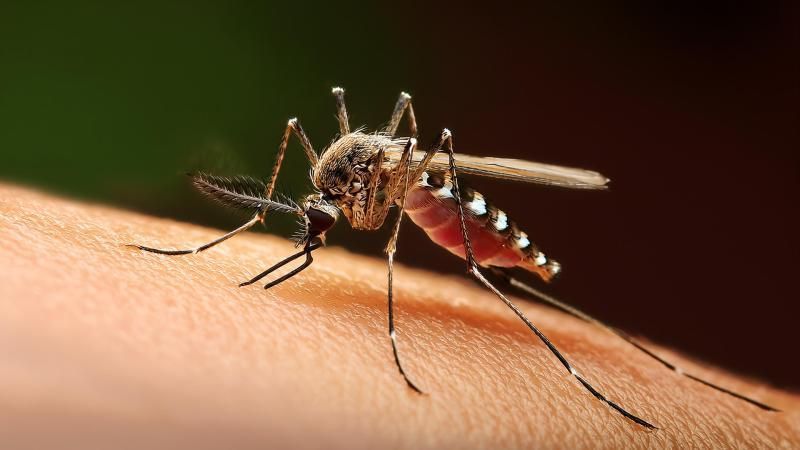 Florida, Mosquitoes & Zika. How you can protect yourself! 