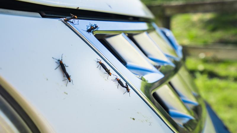 They're Back! It's Love Bug Season. 